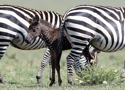 Fotografiada en Kenia.  (INTERNET)