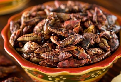 Estos pequeños insectos viven en diferentes ecosistemas como cuevas o pastizales. Se alimentan de hojas, tallos y flores, y mantienen una vida nocturna. (ESPECIAL)
