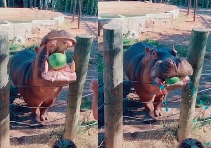 La pareja aseguró que utilizaron alimentos saludables para el animal. (CAPTURA) 