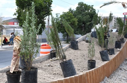 Afirman que en un lapso aproximado de dos semanas se terminará con el proceso de colocación de plantas en el Revolución. (EL SIGLO DE TORREÓN)