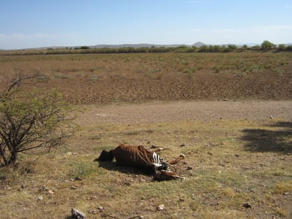 En Durango, 39 municipios cuentan con declaratoria de desastre natural a consecuencia de la sequía. (EL SIGLO DE TORREÓN)