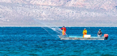 De no tomarse medidas emergentes, en 30 años desaparecerían o se reduciría la disponibilidad de especies como abulón, huachinango y róbalo, con el consecuente impacto social. (ESPECIAL)