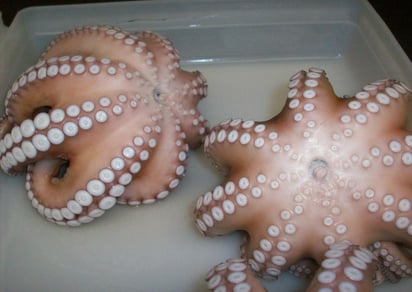 México se coloca como el tercer productor a nivel mundial de pulpo. (ARCHIVO)