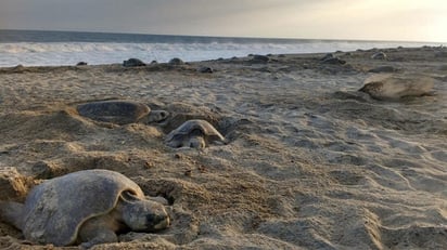 Pobladores de las costas ahora viven del ecoturismo y ayudan a conservar a las especies del lugar. (AGENCIAS)