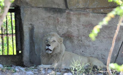 El parque Zoológico de Monclova es el único del Estado. (EL SIGLO COAHUILA)