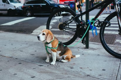 La pechera no provocará daños en la espalda ni en el cuello, además de no correr el riesgo de pasar por los daños antes mencionados. Sin embargo, es más probable que un perro tire de éste que de un collar. (ARCHIVO) 