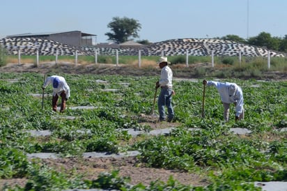 El secretario estatal dijo que mediante el convenio se asegura a los productores de este fruto el conocer y contar con la maquinaria y equipos disponibles. (ARCHIVO)