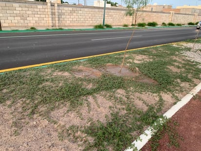 En el bulevar Las Quintas, rehabilitado hace apenas un mes, la pintura se levanta en varias partes, pues no es de calidad. (EL SIGLO DE TORREÓN)