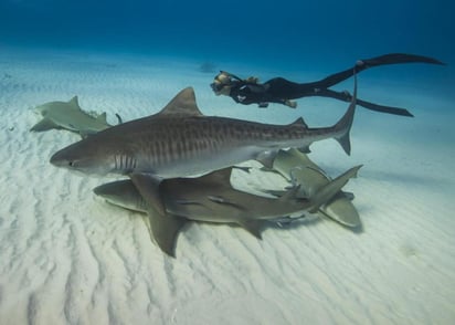 La piel de los tiburones tigre revela que las tortugas verdes y los lobos marinos son los principales componentes de la dieta de esos escualos. (ARCHIVO)