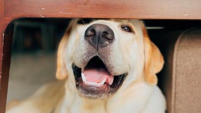 El labrador es muy propenso a sufrir obesidad, además de ser amantes de los dulces y postres. (ARCHIVO) 