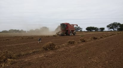 El precio del grano podría beneficiar a los campesinos, por lo menos para recuperar la inversión del diésel utilizado. (EL SIGLO DE TORREÓN)