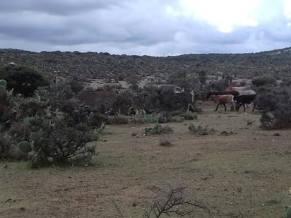 Una temporada de pérdida de ganado fue por la que atravesaron los productores, de ahí que solicitan que se les apoye con alimento. (EL SIGLO DE TORREÓN)