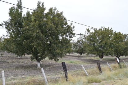 Esta cosecha fue mala para los productores de nuez en la región. (EL SIGLO DE TORREÓN / MARY VÁZQUEZ)