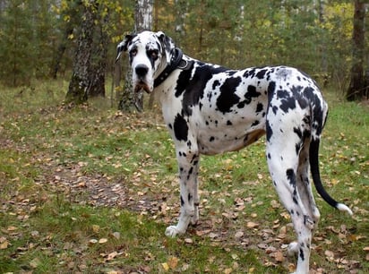 Necesita hacer ejercicio moderadamente en el exterior, ya que no es un perro que sea activo en casa. Aunque sea de talla gigante no es un perro que se adapte a vivir al exterior, y vivir en el jardín podría llegar a deprimirlo.  (ESPECIAL) 
