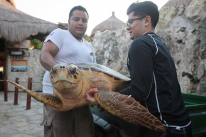 Expertos y trabajadores del Hospital de Tortugas Marinas de Xcaret liberaron este domingo a seis tortugas. (EFE)