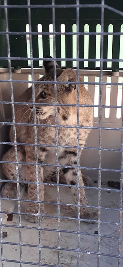 El felino fue resguardado por la asociación Rescate de Fauna Silvestre de Torreón. (EL SIGLO DE TORREÓN)