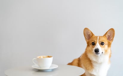 La Reina Isabel II de Inglaterra siempre ha optado por los corgi en color gris. Comenzó cuando su padre, el rey Jorge VI, le llevó su primer corgi llamado Dookie cuando ella tenía apenas 10 años de edad. (ARCHIVO) 