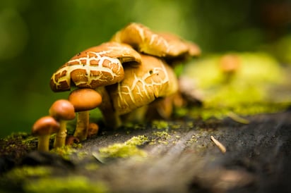 La expansión de la actividad agrícola está destruyendo rápidamente la vegetación micorrízica, es decir, la simbiosis entre los hongos y las raíces de las plantas. (ARCHIVO)