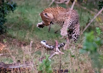 Video captado en Kenya. (CAPTURA) 