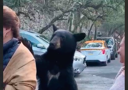 El suceso ocurrió en el Parque Ecológico de Chipinque. (CAPTURA)