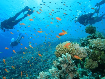 a pesar de que el espeleobuceo es una actividad con pocos años en México, ha permitido hallazgos muy importantes para el avance del conocimiento. (ARCHIVO) 