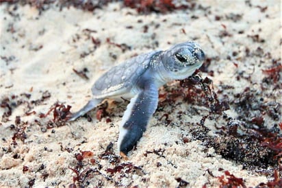 La Comisión de Parques y Biodiversidad de Tamaulipas espera la pronta intervención de las autoridades competentes para frenar los acontecimientos que atentan contra la conservación y preservación de las especies marinas. (ESPECIAL)