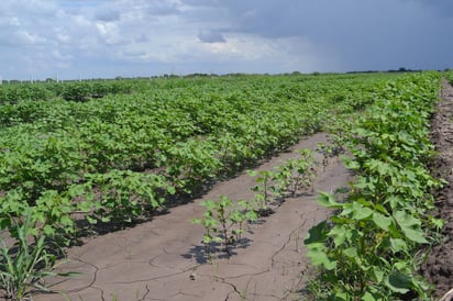 Según declaración del gobernador, para Coahuila disminuyó 90 millones de pesos para el campo.