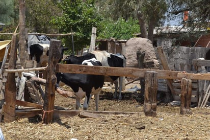 Uno de los objetivos es incrementar la productividad y el bienestar de los pequeños productores de leche.