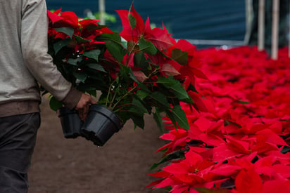 En 2018 el valor de la producción de Nochebuena fue de 718 millones 372 mil pesos (ARCHIVO)