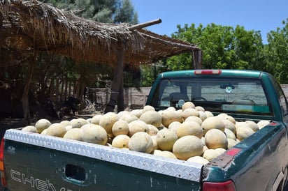 Los productores de melón tienen buenas expectativas para la producción del año que entra y ya están en la planeación. (EL SIGLO DE TORREÓN) 