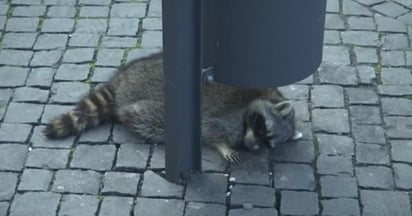 Pese a que en un principio se comunicó que el animal sería atendido en un refugio para animales, éste perdió la vida a manos de un cazador. 