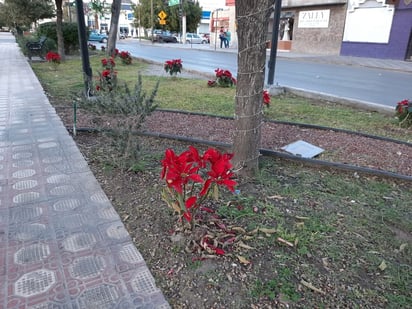 Las nochebuenas son ícono navideño pero al plantarlas en un espacio público en esta región tiene pocas probabilidades de sobrevivir. (DIANA GONZÁLEZ)