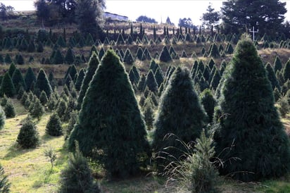 La compra de pinos naturales también ayuda a reforestar los bosques y cuidar el medio ambiente. (ARCHIVO) 