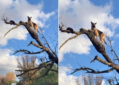 El gato encontró cómo bajar, pero el perro no. (INTERNET)