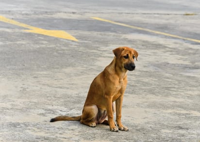 Algunas aplicaciones la misma tecnología que Google Maps, buscando a los animales por GPS. Aquí te contamos sobre ellas. (ARCHIVO) 
