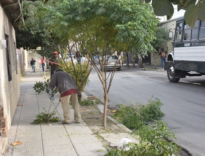 Para el derribo de árbol sí se tiene que tramitar el permiso correspondiente ante Medio Ambiente.