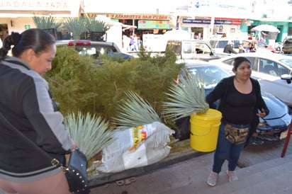 Berenice ahora se encarga de vender plantas para el Nacimiento. (EL SIGLO DE TORREÓN) 