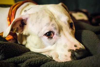 
Una razón de peso por la que el miedo a los cohetes y fuegos artificiales se presenta es debido a una falta de habituación, o una respuesta exagerada del dueño cuando se presenta cualquier tipo de ruido fuerte, incluso aunque este sea muy cachorro.  (ARCHIVO) 