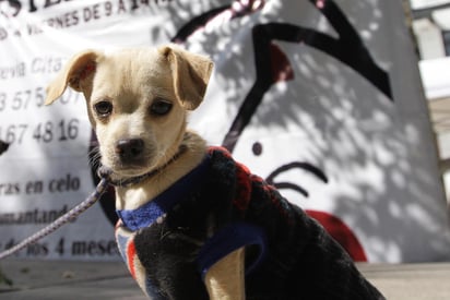 Los cachorros y perros viejos los que observan una mayor sensibilidad a las bajas temperaturas debido a deficiencias en la regulación térmica. (ARCHIVO)