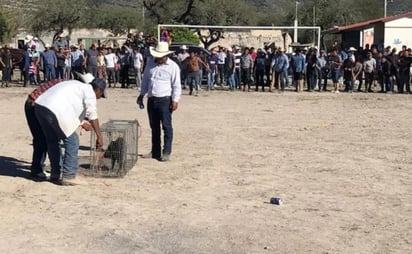 Uno de los principales atractivos del evento fue la competencia para atrapar un jabalí en el lienzo charro del ejido. (EL UNIVERSAL)
