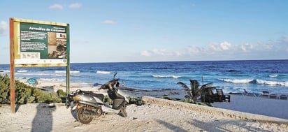 Hasta mayo de 2019 se sabía que de las 45 especies de coral existentes en Quintana Roo, el síndrome blanco mató a 30% de las más de 20 que estaban afectadas. (AGENCIAS) 