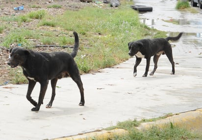 La Dirección de Prevención Social llama a los propietarios de los perros a ser responsables. (EL SIGLO DE TORREÓN)