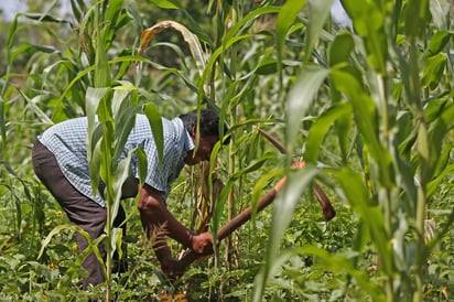 Los estados integrados son Campeche, Chiapas, Durango, Puebla, Quintana Roo, Tabasco, Veracruz y Yucatán. Se espera que el próximo año se amplíe más entidades. (ARCHIVO)