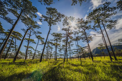 Desde hace tiempo se ha señalado a la reforestación masiva como el único recurso posible para desacelerar el calentamiento global. (ARCHIVO) 