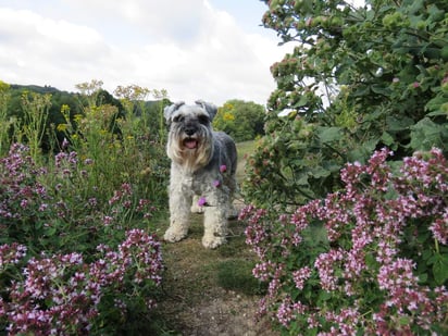 Los Schnauzer son un tipo de perro terrier, muy reconocido a nivel mundial debido a su inteligencia y sus características físicas, ya que posee unas cejas y bigote muy excéntricos.  (ESPECIAL) 