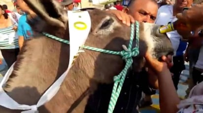 El video del burro ingiriendo la supuesta bebida alcohólica se difundió en redes sociales.  