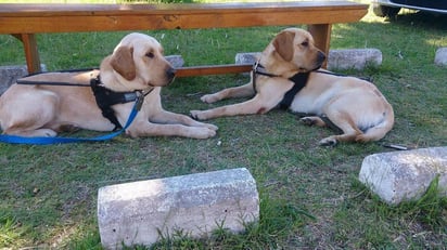 Las razas más adecuadas para realizar esta función son aquellas a las que se les facilita el proceso de adiestramiento y aprenden a seguir órdenes, como los golden retriever, labradores y pastor alemán. Actualmente el favorito es el golden retriever color canela. (ESPECIAL) 