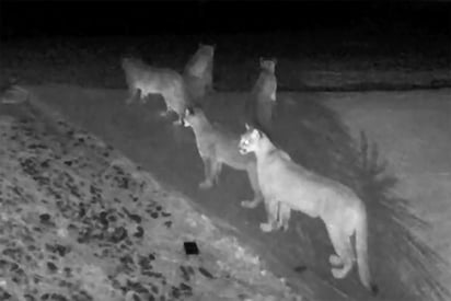 De acuerdo con los biólogos, la única vez que se puede ver a unos pumas juntos es ya sea durante la época de reproducción o cuando una madre está criando a sus cachorros, pero generalmente solo se ven tres ejemplares reunidos. (AGENCIAS)