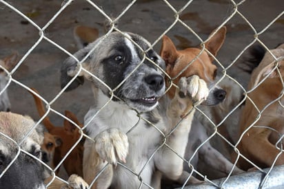 Para salvaguardar a los animales se cuenta con el Programa de Bienestar Animal de la Secretaría de Medio Ambiente.  (ARCHIVO)