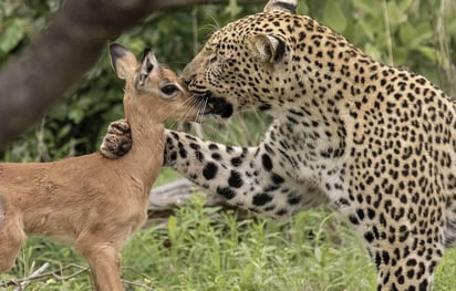 Fotografías tomadas por Reynard Moolman en el Parque Nacional Kruger en Sudáfrica. 